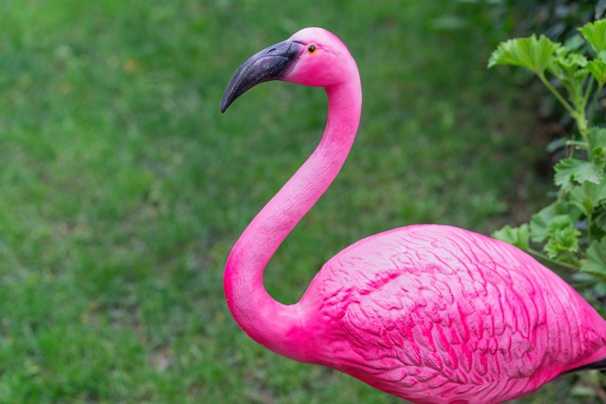 photo of pink plastic flamingo in the backyard