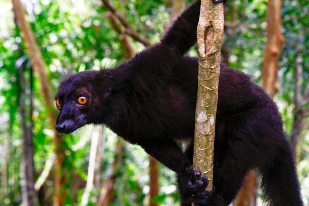 black lemur shutterstock