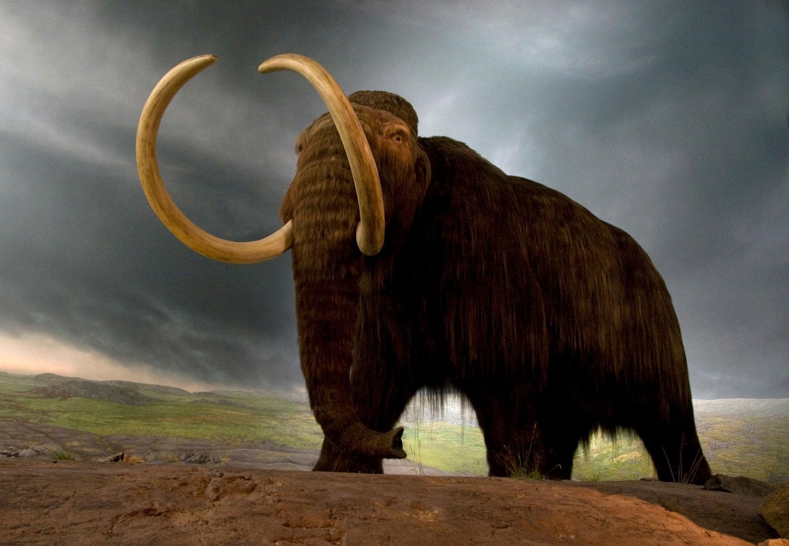 mammoth