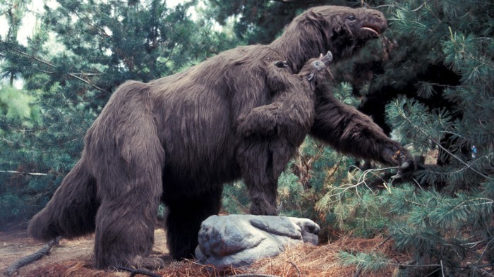 ground sloth