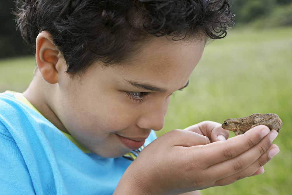 Life Science for Third-Graders: Reptiles and Amphibians image