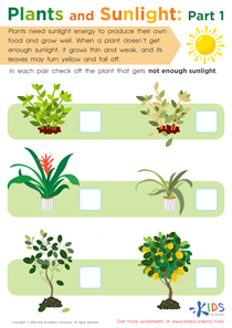 Plants and Sunlight: Part 1 Worksheet