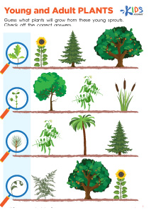 Young and Adult Plants Worksheet