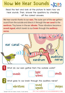 How We Hear Sounds Worksheet