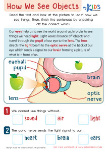 How We See Objects Worksheet