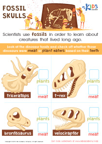 Fossil Skulls Worksheet