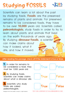 Studying Fossils Worksheet