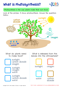 What is photosynthesis worksheet