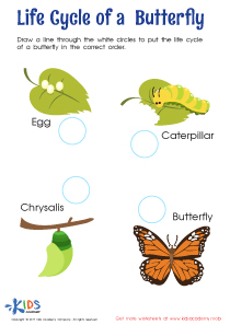 Life Cycle of Butterfly Worksheet