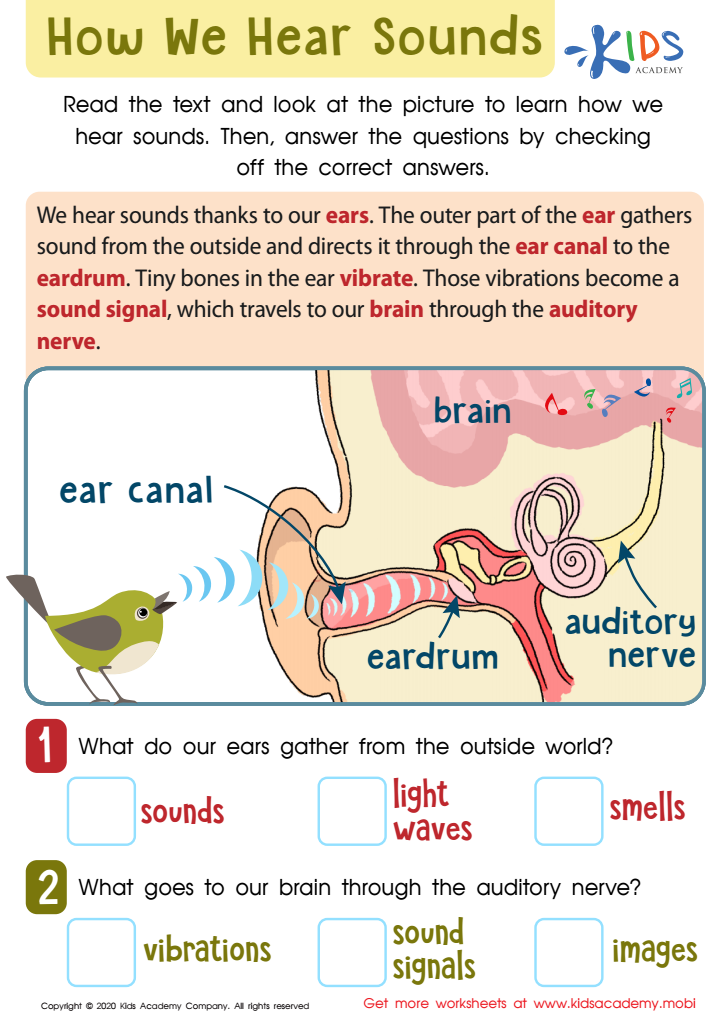 How We Hear Sounds Worksheet for kids