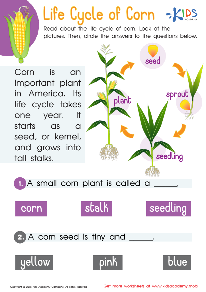 Life Cycle Of Corn Worksheet For Kids