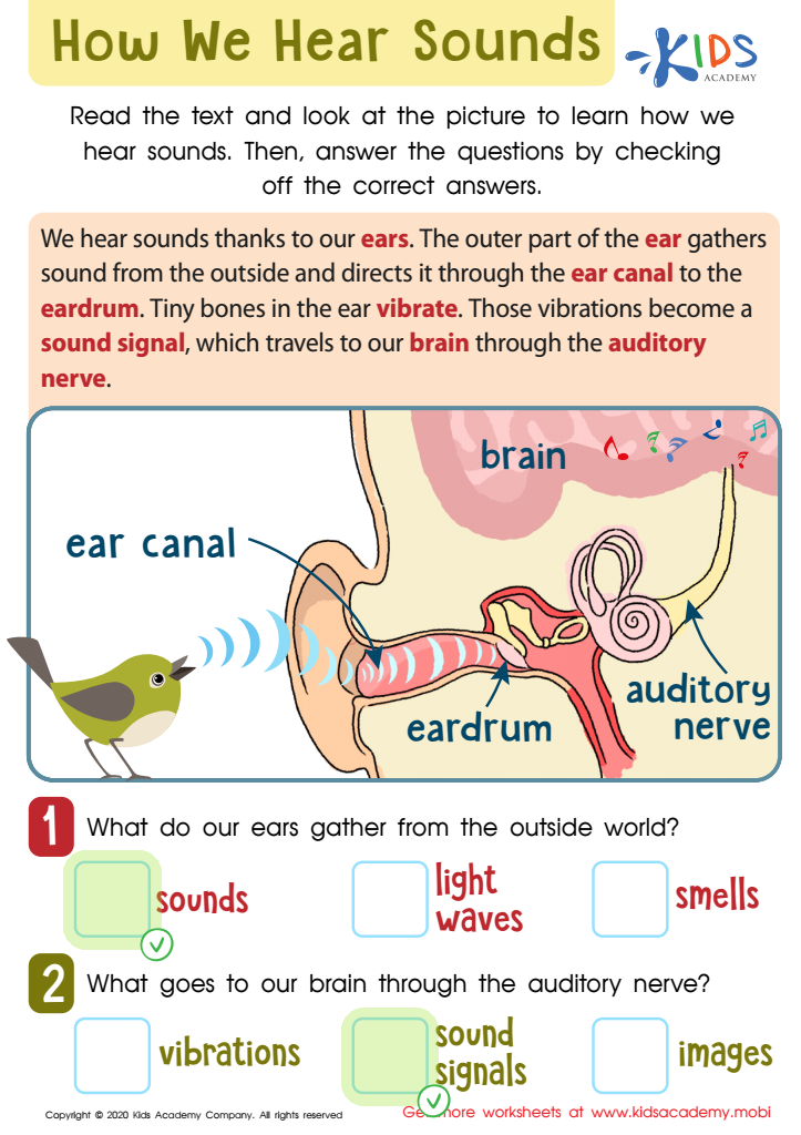 How We Hear Sounds Worksheet Answer Key