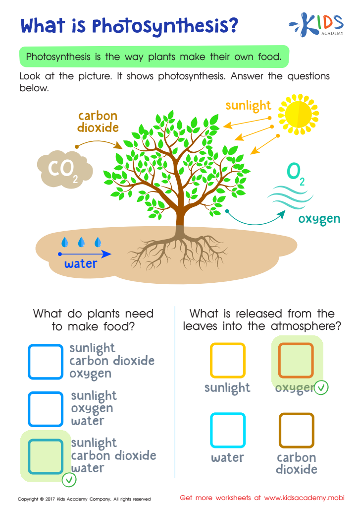 What is Photosynthesis Printable Answer Key
